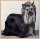  Ozmilion Just a Romance — Labaza DogPedigree YorkshireTerrier